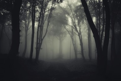 dark-foggy-forest-after-rain-260nw-131374925