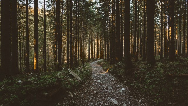 forest_pathway_trees_sunlight_120425_2560x1440